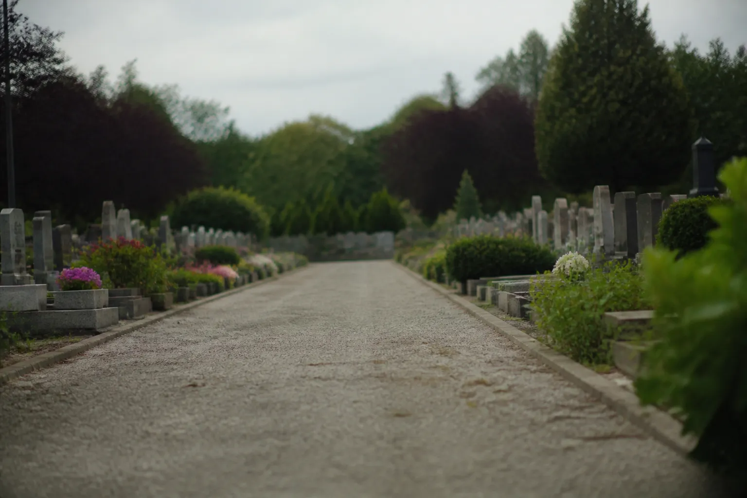 Allée calme d’un cimetière strasbourgeois bordé d’arbres